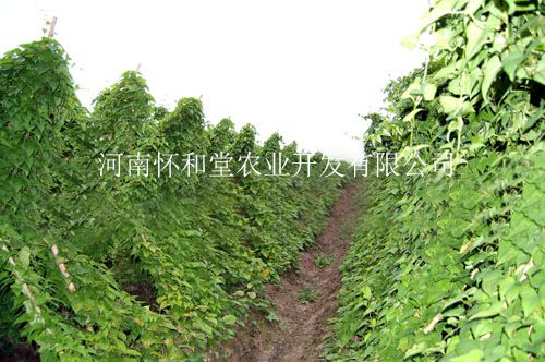 懷和堂懷山藥基地